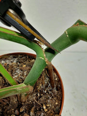 Monstera Burle Marx Flame Stecklinge