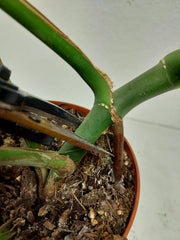 Monstera Burle Marx Flame Stecklinge