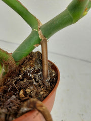 Monstera Burle Marx Flame Stecklinge