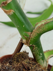 Monstera Burle Marx Flame Stecklinge