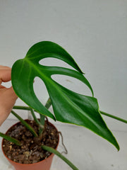Monstera Burle Marx Flame Stecklinge