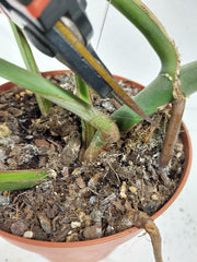 Monstera Burle Marx Flame Stecklinge