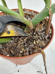 Monstera Burle Marx Flame Stecklinge