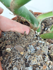 Monstera Burle Marx Flame Stecklinge