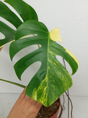 Monstera Aurea Stecklinge