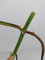 Monstera Aurea Stecklinge