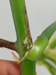 Monstera Aurea Stecklinge