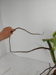 Monstera Aurea Stecklinge