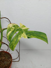 Monstera Aurea Stecklinge