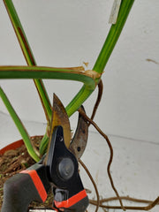 Monstera Aurea Stecklinge