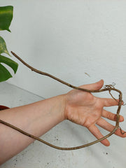 Monstera Aurea Stecklinge
