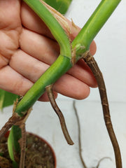 Monstera Aurea Stecklinge