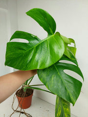 Monstera Aurea Stecklinge