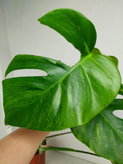Monstera Aurea Stecklinge