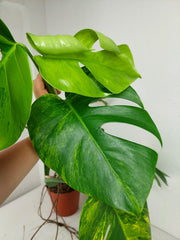 Monstera Aurea Stecklinge
