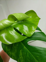 Monstera Aurea Stecklinge