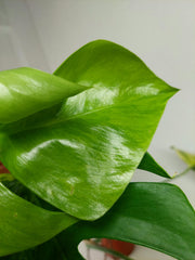 Monstera Aurea Stecklinge