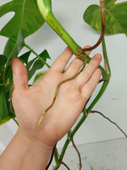 Monstera Aurea Stecklinge