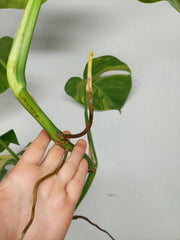 Monstera Aurea Stecklinge