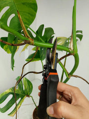 Monstera Aurea Stecklinge