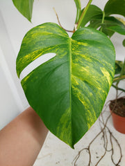 Monstera Aurea Stecklinge