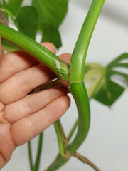 Monstera Aurea Stecklinge