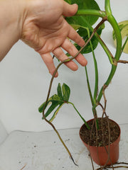 Monstera Aurea Stecklinge