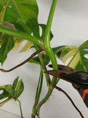 Monstera Aurea Stecklinge