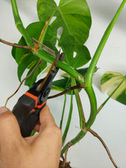 Monstera Aurea Stecklinge