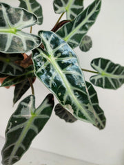 Sad Plants