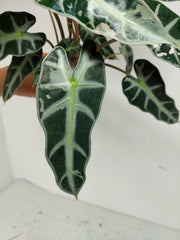 Sad Plants