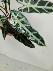 Sad Plants