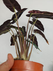 Sad Plants