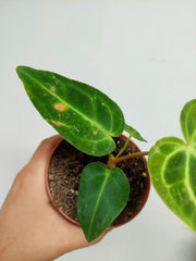 Sad Plants