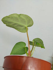 Sad Plants