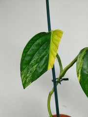Sad Plants