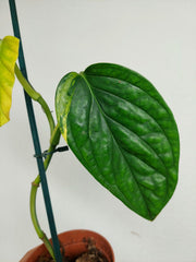 Sad Plants