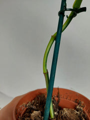 Sad Plants