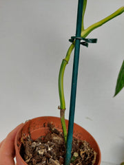 Sad Plants