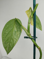Sad Plants
