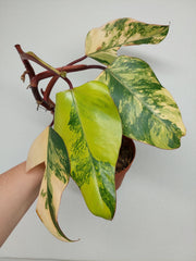 Sad Plants