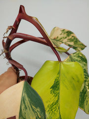 Sad Plants