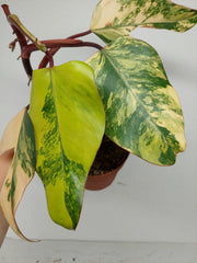 Sad Plants