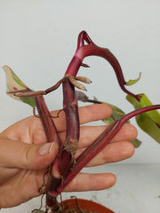 Sad Plants