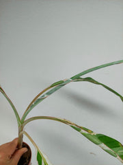 Sad Plants