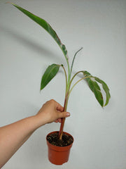 Sad Plants