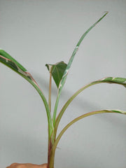 Sad Plants