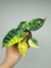 Philodendron Billietiae Variegata (zum aussuchen)