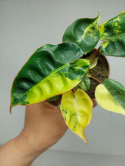 Philodendron Billietiae Variegata (zum aussuchen)