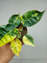 Philodendron Billietiae Variegata (zum aussuchen)